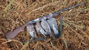 Секреты охоты на голубей